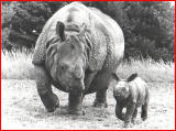  Indian rhino and calf.