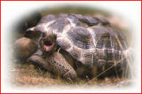 Aldabra  tortoise.