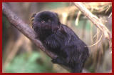 Red bellied tamarin.