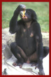  Bonobo.