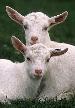White windsor goats.