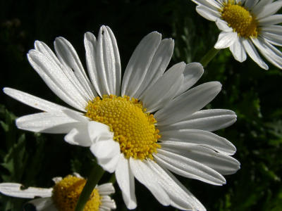 11200033.JPG