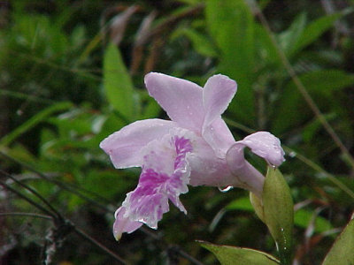 orchideen bij overvloed
