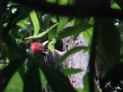 woodpecker