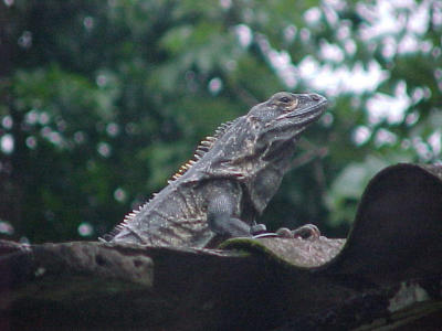 iguana