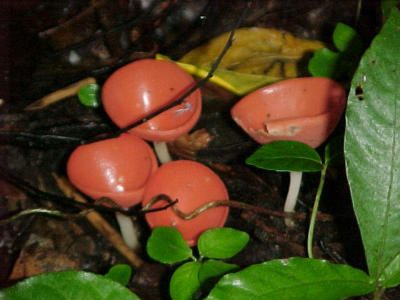 het bekende costaricaanse paddestoeleke