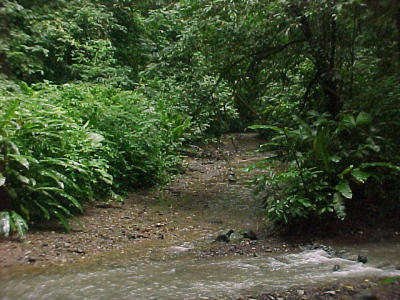 carara biological reserve