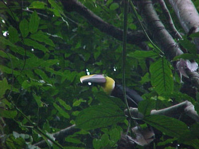 chestnut-mandibled toucan