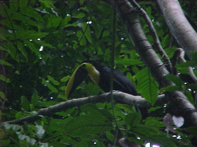 chestnut-mandibled toucan