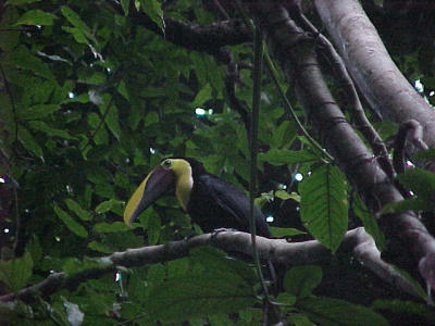 chestnut-mandibled toucan