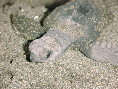 baby zeeschildpadje ziet voor t eerst de sterren