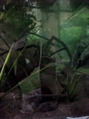 het aquarium, eindresultaat