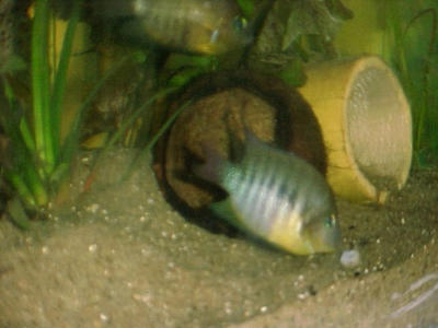 mojarra amarilla