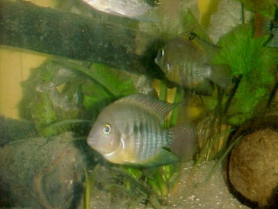 de gele mojarra