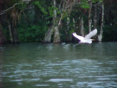 de witte reiger