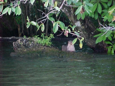 de otter