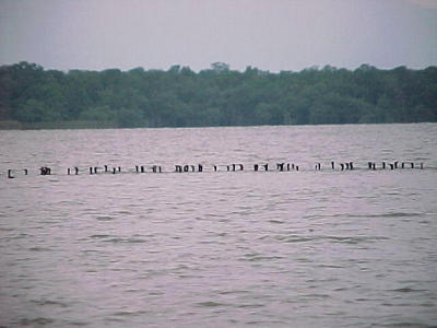 aalscholvers,