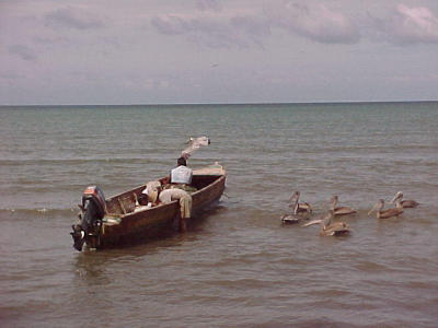 pelicans also waiting for their snack