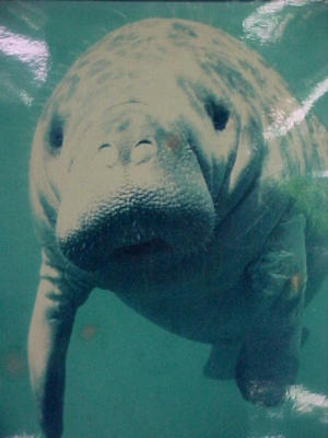 de manatee