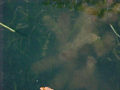 en andere waterplanten