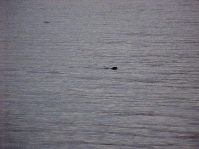 de otter...