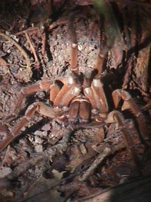 OpxFIDISA004.jpg