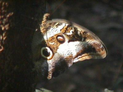 OpxFIDISA006.jpg