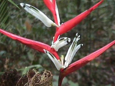 OpxFIDISA010.jpg