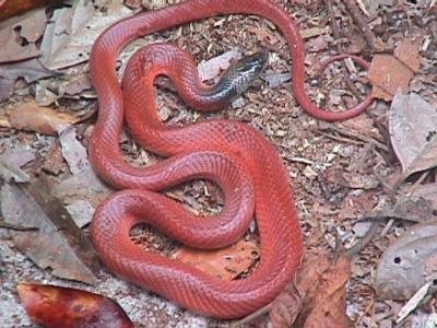 OpxFIDISA012.jpg