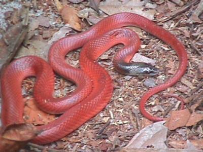 OpxFIDISA013.jpg
