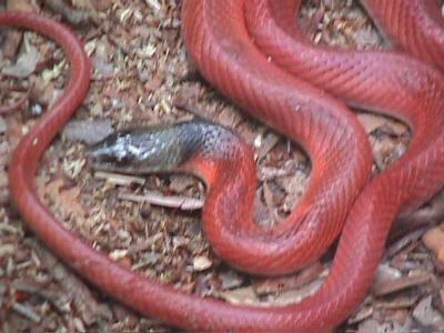OpxFIDISA014.jpg