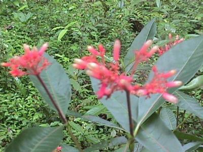 OpxFIDISA015.jpg