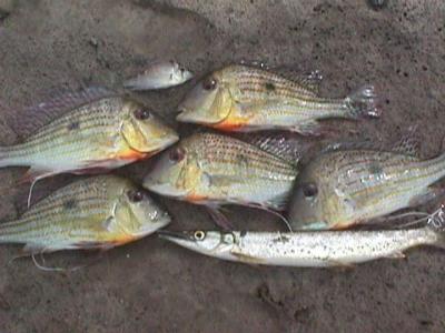 OpxFIDISA024.jpg