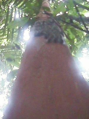 OpxFIDISA083.jpg