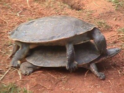 SP_Sex_on_the_Turtle.jpg