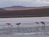 UYUNI - flamingooooos