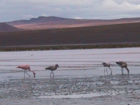 UYUNI - flamingooooos