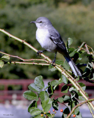 Bird Grey