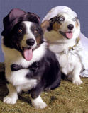 Bride & Groom Dogs (Cardigan Welsh Corgis)