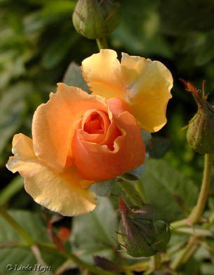 Apricot Rose Bud