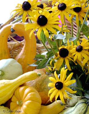 BESusan Gourds