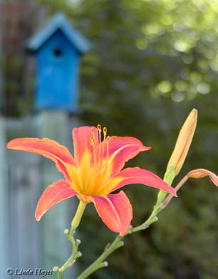 Orange Lily Birdhouse
