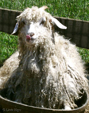Bad Hair Goat