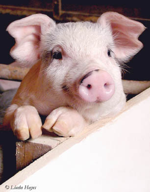 > PIGS & OTHER CRITTERS GALLERY <