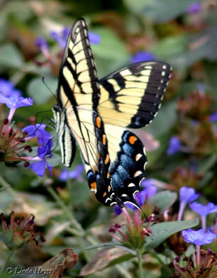 Tiger Swallowtail 5