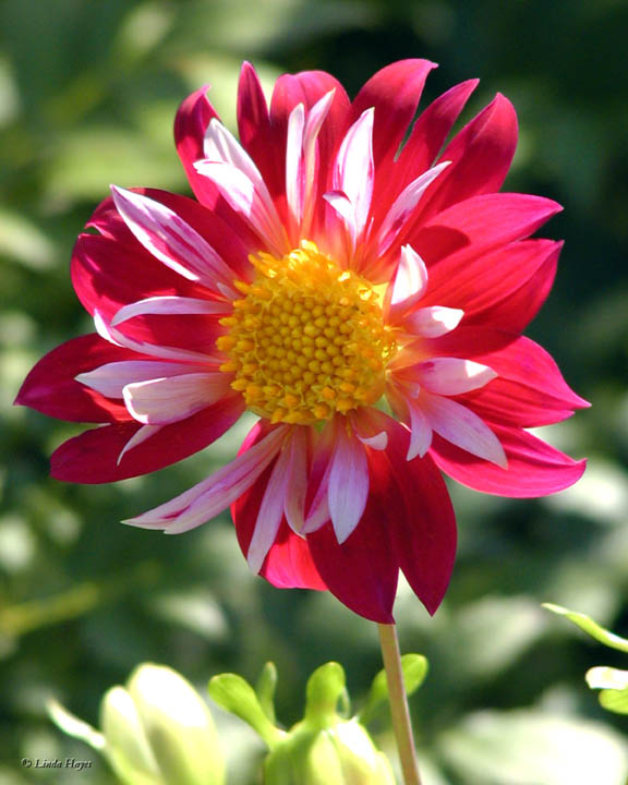 Peppermint Flower