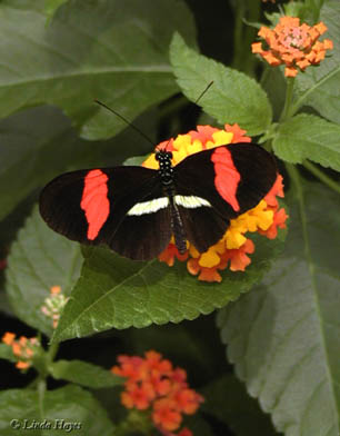 Crimson-Patched Longwing