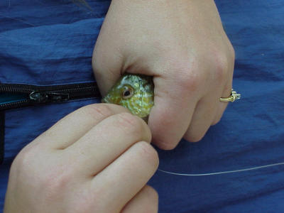 Jen's Expert hands removing the hook