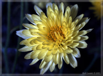 Yellow mum