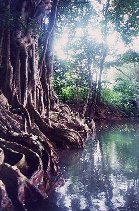 01036a_Dominica River